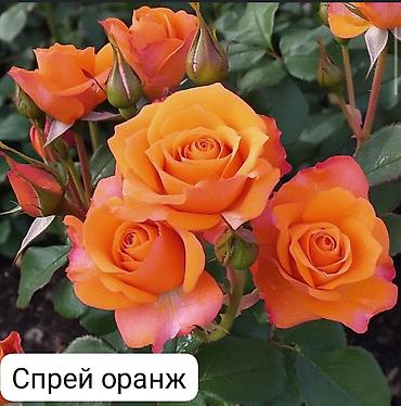 Роза: Чайно-гибридные розы (срезочные сорта) Предлагаются популярные — 15
