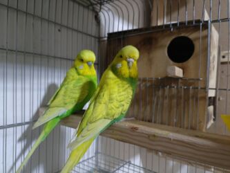 Tutuquşları: Çexlər hazır sağlam aktiv quşlardı hər iki cüt bala verib Bir cütü 80 — 2