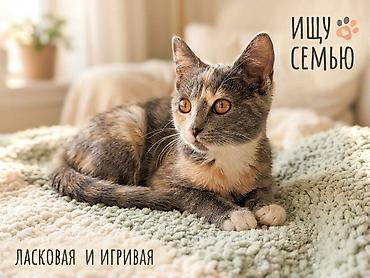 Мышыктар сатылат: Добрая, ласковая, очень нежная девочка ищет новый дом. У нас на — 1