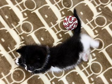 ххх девочка: Котенок, остался последний Девочка 🐈‍⬛ К лотку приучена Ест влажный — 1