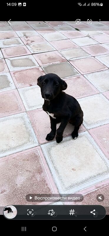 chappi it yemi: 3 ay, Erkek