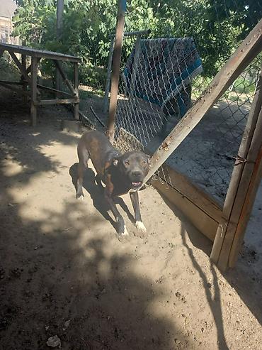 pitbul itlər: Pitbul, 2 il, Erkək, Ünvandan götürmə — 5