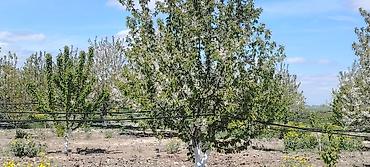 Ağaclar: Məhsul: Meyvə bağı (intensiv tipli) Təsvir: - Çoxillik meyvə ağacları — 6