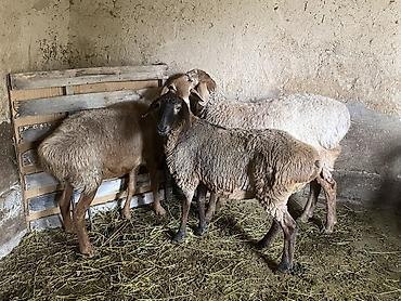 3д сетки: Продаю | Овца (самка), Баран (самец) | Полукровка | На забой, Для разведения, Для шерсти | Осеменитель, Матка, Ярка — 4