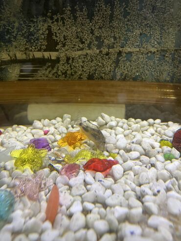 Akvariumlar: Akvaryum komplekti İçində 2 ədəd pilesos balıqla birlikdə satılır — 9