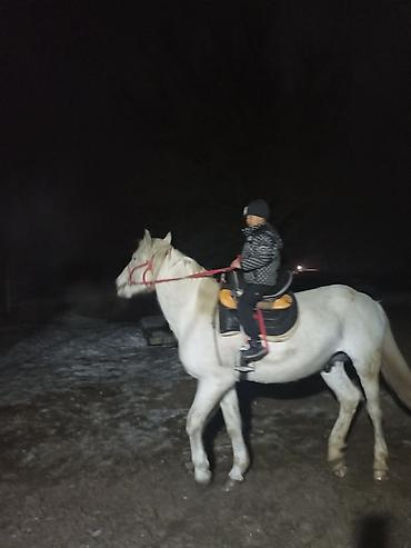 Лошади, кони: Продаю | Конь (самец) | Рабочий, Для разведения, Конный спорт | Мерин — 8