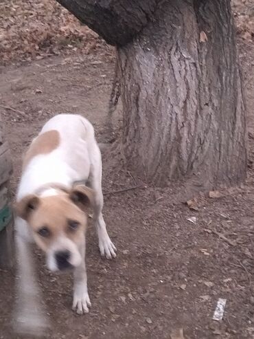 Продажа собак: Алабай, 7 месяцев, Самка, С прививкой, С родословной — 11