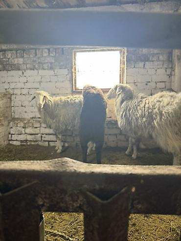 Баран, овца: Продаю | Овца (самка) | На забой, Для разведения | Матка — 11