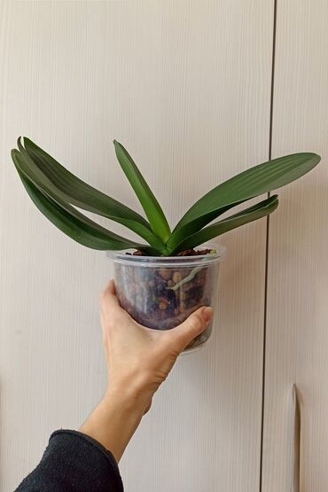 растения домашние: Орхидея адаптированная из домашней коллекции. Расцветка на последнем