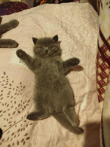 Pişiklər: Şotland — 6