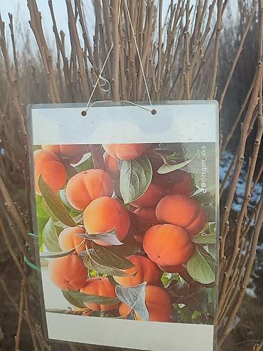 Яблоня: Саженцы плодовых деревьев (разные сорта) - Черешня «Мелитополь — 5