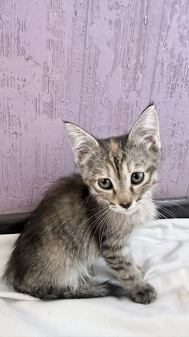 котята скоттиш страйт: Кошка даром: Беспородная, 2 месяца, Девочка — 4