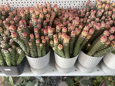 Суккулент «Розовая башня» (Crassula ‘Buddha’s Temple’/Crassula lalafo.kg да Суккулент «Розовая башня» (Crassula ‘Buddha’s Temple’/Crassula