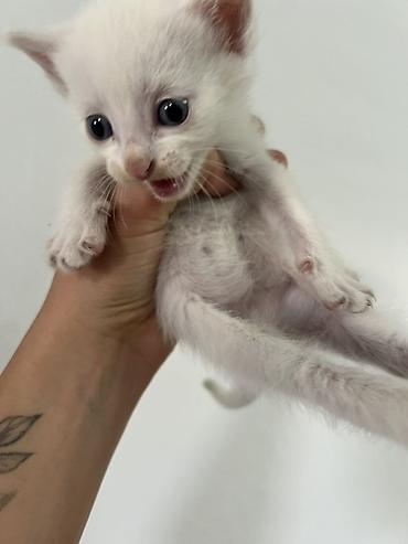 кошки манчкин: 🐾 Отдам котят в добрые руки ❤️ Котятам 2 месяца, уже самостоятельно — 4