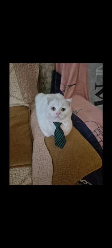 алабай в добрые руки: Cutlesdirilir. 1 yaş 8 ayliqdir. Cutlesme ucun tam tecrubelidir. Erkek