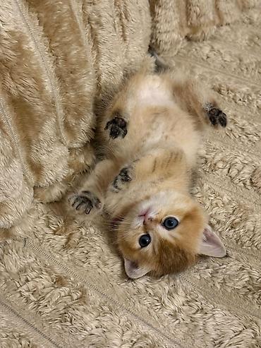 Pişiklər: Britan — 1