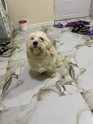 İtlər: Malta bolonka, 9 ay — 1