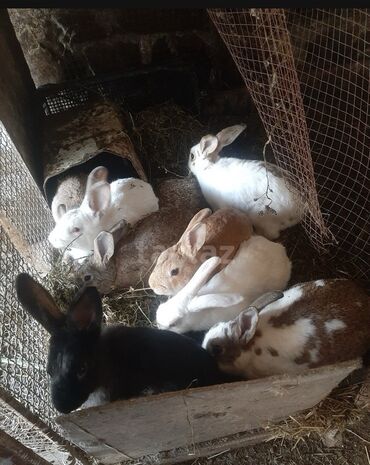 кане корсо в баку: SALAM 14 DƏNƏDİ OPTOM ALANA ENDİRİM Erkeklerni kesen 3kq Biri 14 den