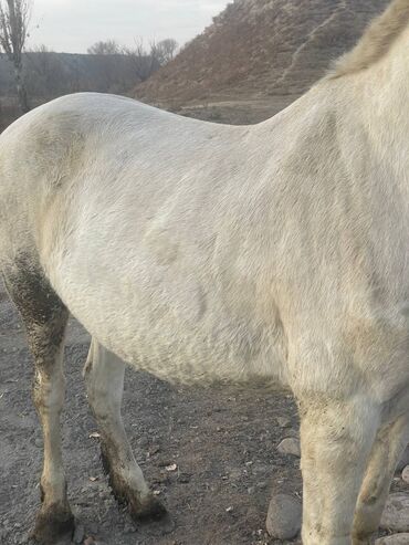 Лошади, кони: Продаю | Кобыла (самка) | На забой — 3