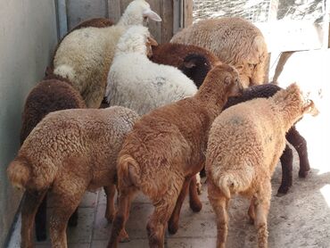 Quzu: Quzu, Erkək, Qala, ay: 1, 10 kq, Damazlıq, Ünvandan götürmə