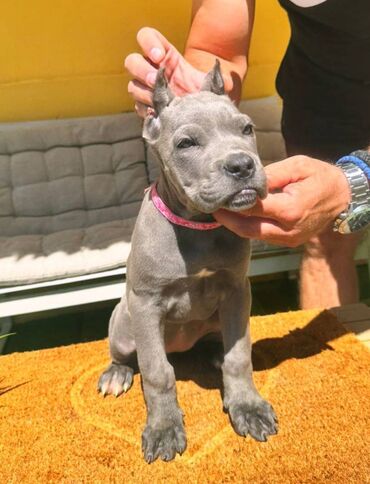 Psi: Cane corso, stenad 2 crne zenke i 2 sive zenke. Oštenjene 12.06.2025 na lalafo.rs — 4 Psi: Cane corso, stenad 2 crne zenke i 2 sive zenke. Oštenjene 12.06.2025 — 4