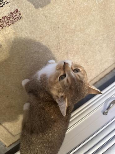 Pişiklər: Britan — 11