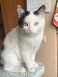 ошейник от блох: Коты и кошки возраст 5-6 месяцев . Стерилизованы привиты обработаны от