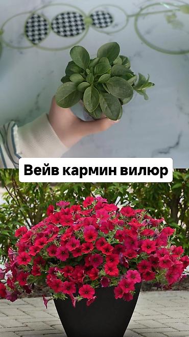 Другие садовые цветы и кустарники: Самовывоз — 8