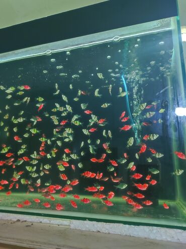 akvarium xırda balığı: Barbus balığı 8 rengde ededi 1 azn Topdan ve perakende satış Satışda