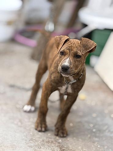 pitbul fiyatları: Pitbul, 2 ay, Dişi, Peyvəndli — 2