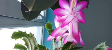 Декабристы: Шлюмбергера (декабрист) в горшке - Комнатное цветущее растение с — 4