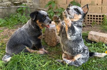 Psi: Na prodaju štenci (MUŽJAK I ŽENKA) Australijskog Govedara, jedne od na lalafo.rs — 5 Psi: Na prodaju štenci (MUŽJAK I ŽENKA) Australijskog Govedara, jedne od — 5