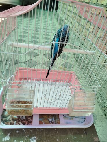 большая клетка для попугаев: Попугай и +клетка бесплатно