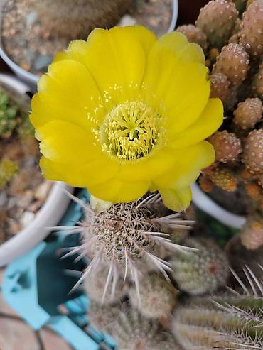 sumbul€ фото: Продаю кактусы.
Цена указана на фото — 1