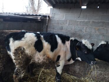 Коровы, быки: Продаю | Бык (самец) | Привязанные — 9