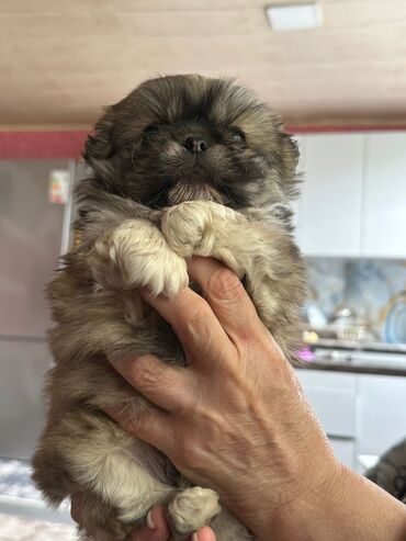 avcarka balası: Pekines, 1 ay, Erkek, Peyvəndli, Ödənişli çatdırılma