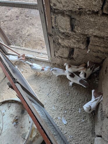 Digər quşlar: 1 nesil eni quyruq badam sari boyun qirmizi boyunan toreme 7 eded — 7