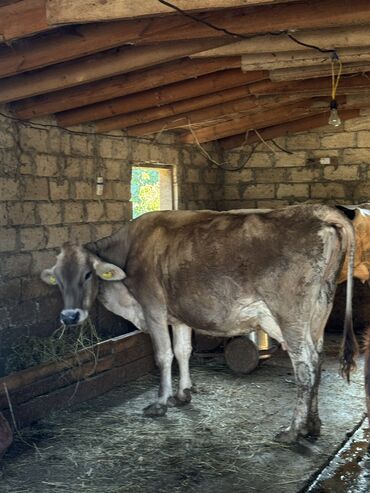 inək şves: Dişi, il: 2, Damazlıq, Südlük, Ətlik