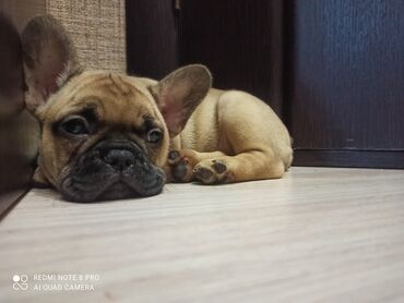 слип на девочку: Французский бульдог, алиментная девочка с документами, приучена на at lalafo.kg слип на девочку: Французский бульдог, алиментная девочка с документами, приучена на