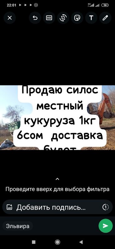 продам корову голштинской породы: Продаю силос местный кукуруза доставка будет от Чалдавара до Токмока