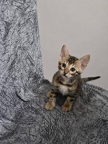 кошка манас: Бенгальские котята с ярким розеточным окрасом - Порода: бенгальская — 6