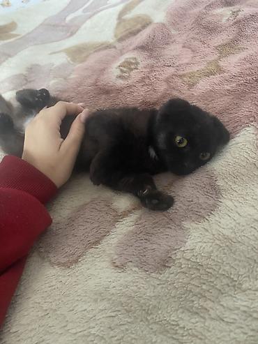 сөөл жан: Скотиш Фолд (Шотландиялык шалпаң кулак), 3 айлык, Ургаачы, Кара, Лотокко барууга үйрөтүлгөн — 3