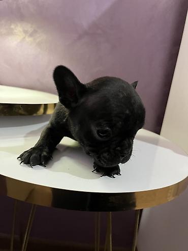 Psi: Francuski buldog – štenad - Rasa: Francuski buldog (kompaktno telo — 6