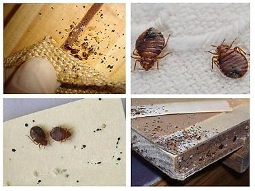 Дезинфекция, дезинсекция: Дезинфекция, дезинсекция, | Клопы, Блохи, Тараканы, | Транспорт, Офисы, Квартиры — 10