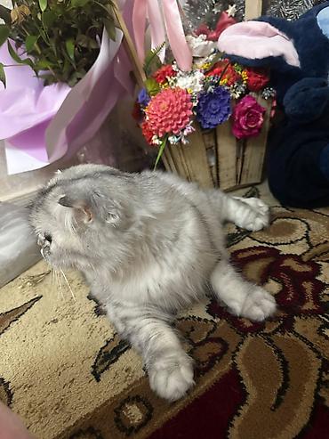 Pişiklər: Şotland — 6