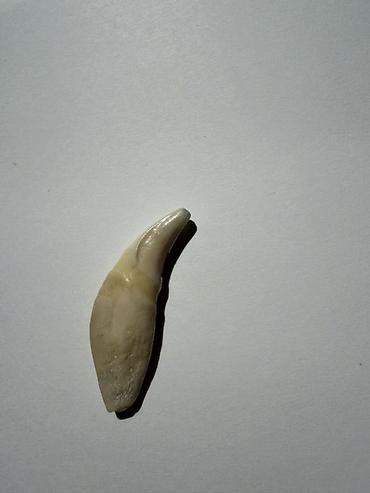Kulonlar: Əsl canavar dişi — 4
