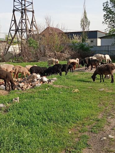 Бараны, овцы: Продаю | Овца (самка), Ягненок, Баран (самец) | Гиссарская, Полукровка, Меринос | На забой, Для разведения, Для шерсти | Племенные, Котные, Кастрированные — 8