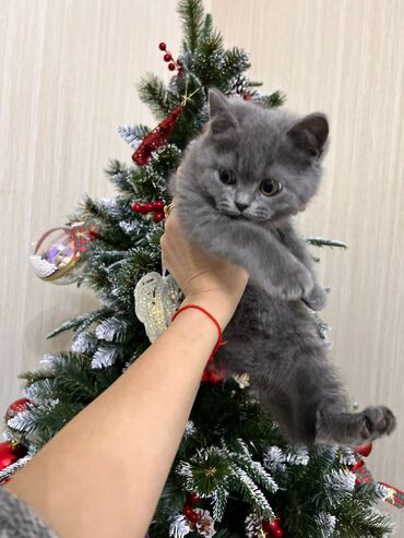 Pişiklər: Şotland yastı qulaq, Erkək, Dişi, Yaxşı əllərə, Ünvandan götürmə, Pulsuz çatdırılma, Ödənişli çatdırılma — 5