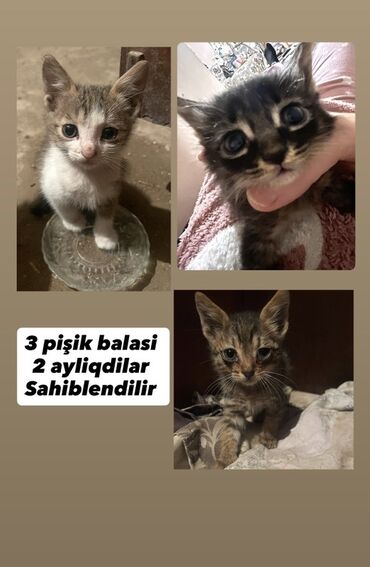 ucuz pişik: Yaxşı əllərə