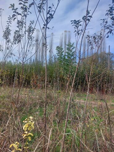 Tinglər: Xurma (persimmon) tingləri – torf komları ilə - Növ: şirin xurma — 7